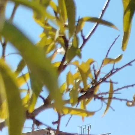 Nereids Apartments-agavi Apartment