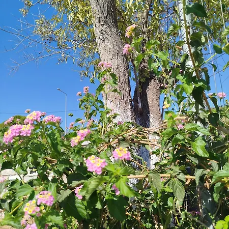 Apartment Nereids Apartments-agavi Petalidi
